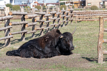black  bull