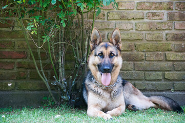 female german shepherd dog