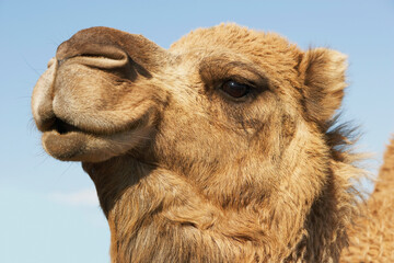 Camel's Head Against Sky