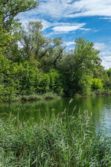 Fototapeta na wymiar Eine schöne, grüne Ufer-Landschaft im Sommer an einem Gewässer mit vielen Pflanzen (Hochformat)