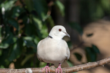 white dove on a branch