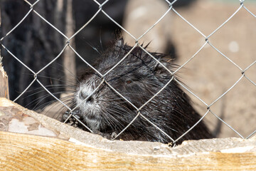 nutria in a cage