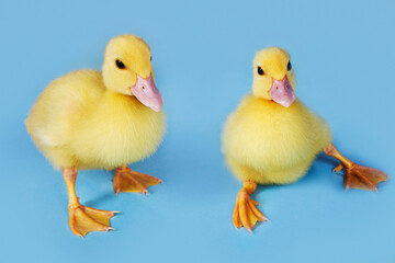 Ducklings On Blue Background