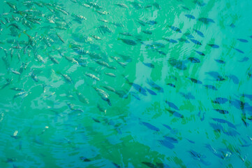 A school of fast, small fish greedily eats bread thrown by a tourist from the surface of the...