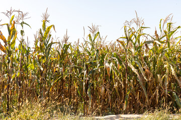 field of corn