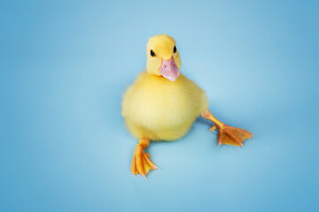 Duckling On Blue Background