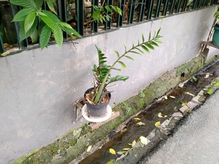 Plant pots attached to the gutter wall