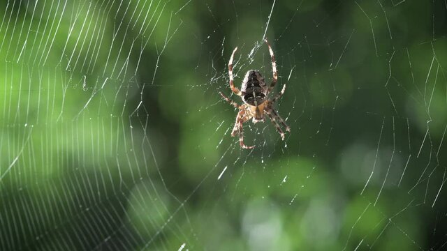 Spider on spider web on blurred green trees background. Macro insect video