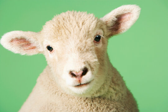 Lamb Against Green Background
