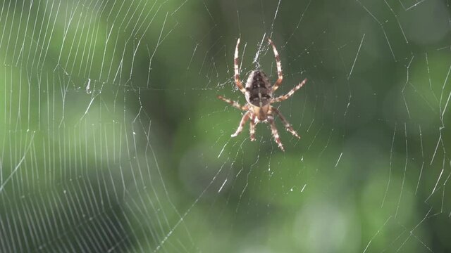 Spider on spider web on blurred green trees background. Macro insect video
