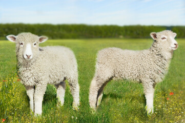 Lambs In Field