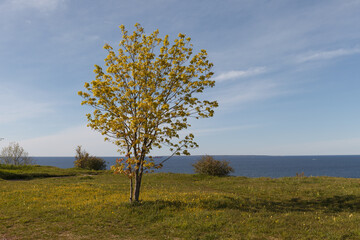 Lawn with tree in the background of sea. Top of the cliff, Baltic sea, Estonia