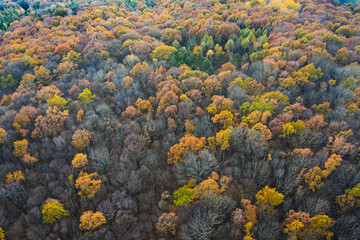 Colorful forest from above in autumn, aerial view
