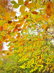 autumn leaves background