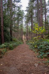 Ainsdale Pine Woods, November 2020