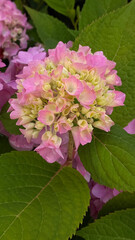 pink flowers, hydrangea