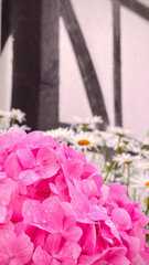 bouquet of roses, rose