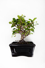 Potted plant against white background