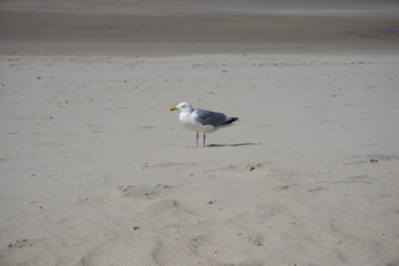 a seagull on the beach in summer
