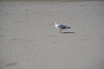 a seagull on the beach in summer
