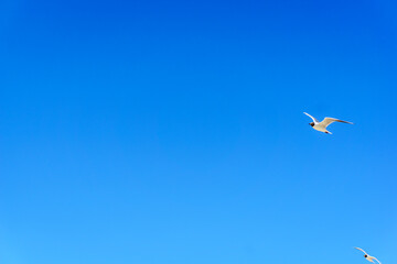 a seagull in summer with a bright blue sky
