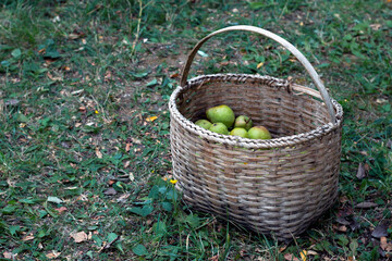 Fototapeta na wymiar Pears in a wooden wicker basket in garden. Fresh and juicy pears harvest in garden. Top view.