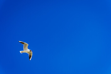 a seagull in summer with a bright blue sky
