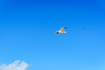 a seagull in the bright blue sky in summer
