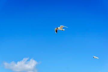 a seagull in the bright blue sky in summer
