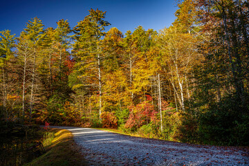 Bright orange, yellow and red leaves fill the screen with color