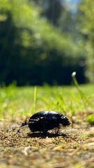 bug on the ground