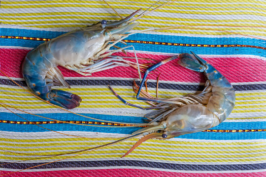 Big headed freshwater river prawn on multicolor background.