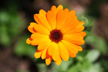 Orange marigold closeup photography.Beautiful floral background.Summer flower in the meadow.Sunny bright day,colorful.