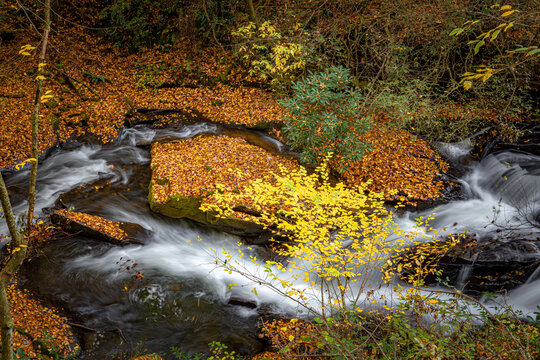 Carson Creek wanders through the autumn splendor in Pisgah Forest