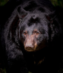Close up of large black bear facing camera
