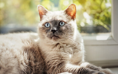 Furry cat relaxing on window sill ledge, sun shines to her, closeup detail