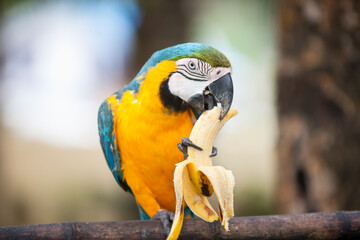 Blue and yellow Macaw eating banana; Boracay; Philippines - Powered by Adobe