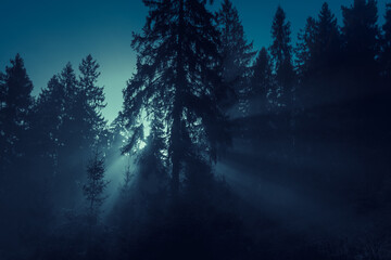 Fototapeta na wymiar Moonlight through the spruce trees of magic mysterious foggy night forest. Halloween backdrop.