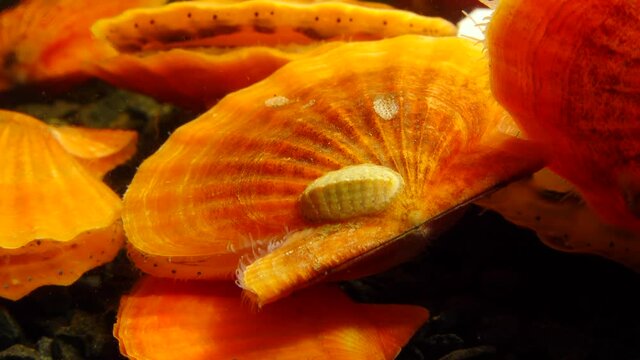 Ancient armored mollusk (Chiton polii) on the shell of a clam Smooth Scallop (Flexopecten glaber ponticus), Black Sea