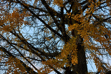 Árboles en un bosque al atardecer en otoño