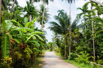 Fototapeta na wymiar Unpaved road along trees; Koh Pha Ngan; Thailand