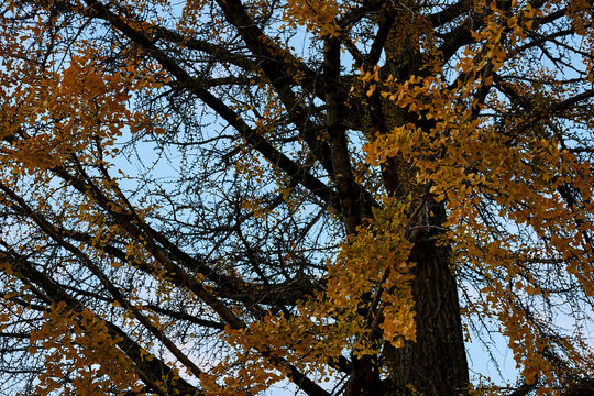 &Aacute;rboles en un bosque al atardecer en oto&ntilde;o