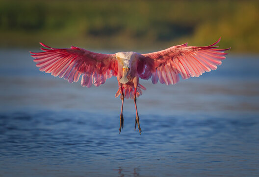 รูปภาพSpoonbill – เลือกดูภาพถ่ายสต็อก เวกเตอร์ และวิดีโอ19,538 | Adobe ...