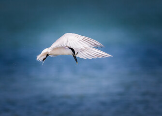 Common tern flying to its mate with a fish in beak.