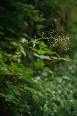 Hiking in Dachstein mountains (Dachsteingebirge