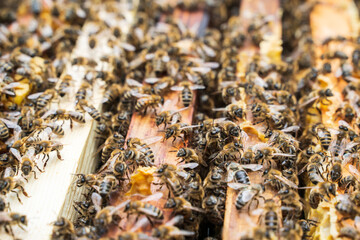 Bees in a hive on a frame. Selective focus