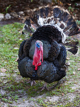 Dark colored tom Turkey showing off its mating feathers