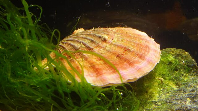 Ancient armored mollusk (Chiton olivaceus) on the shell of a clam Smooth Scallop (Flexopecten glaber ponticus), Black Sea