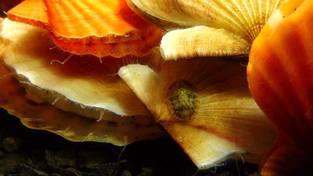 Ancient armored mollusk (Chiton polii) on the shell of a clam Smooth Scallop (Flexopecten glaber ponticus), Black Sea