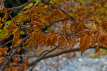 autumn leaves in the forest